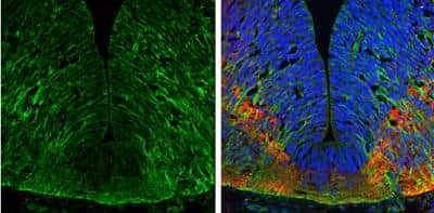 Immunohistochemistry-Frozen: EFHD2 Antibody [NBP1-31134] - Frozen sectioned E13.5 Rat brain.  Green: EFHD2 protein stained by EFHD2 antibody diluted at 1:250. Red: beta Tubulin 3/ TUJ1, a mature neuron marker, stained by beta Tubulin 3/ TUJ1 antibody [11710] diluted at 1:500. Blue: Fluoroshield with DAPI. 