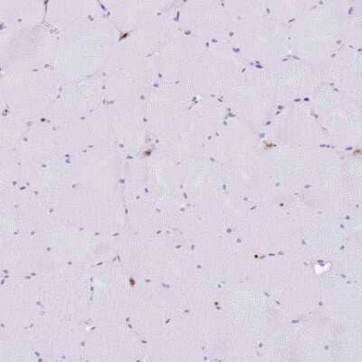 Immunohistochemistry-Paraffin: EFHD2 Antibody [NBP2-13947] - Staining of human skeletal muscle shows low expression as expected.