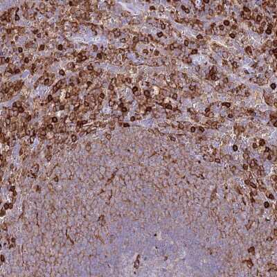 Immunohistochemistry-Paraffin: EFHD2 Antibody [NBP2-13947] - Staining of human spleen shows high expression.