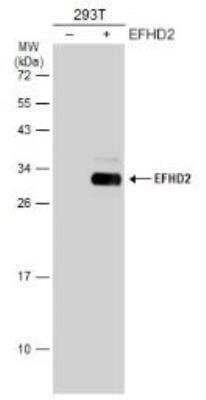 Western Blot: EFHD2 Antibody [NBP1-31134] - Non-transfected (-) and transfected (+) 293T whole cell extracts (30 ug) were separated by 12% SDS-PAGE, and the membrane was blotted with EFHD2 antibody (NBP1-31134). The HRP-conjugated anti-rabbit IgG antibody was used to detect the primary antibody.