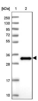 Western Blot: EFHD2 Antibody [NBP2-13947] - Lane 1: Marker  [kDa] 250, 130, 95, 72, 55, 36, 28, 17, 10.  Lane 2: Human cell line RT-4