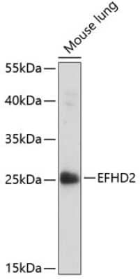 Western Blot: EFHD2 Antibody [NBP2-92752] - Analysis of extracts of mouse lung, using EFHD2 at 1:1000 dilution.Secondary antibody: HRP Goat Anti-Rabbit IgG (H+L) at 1:10000 dilution.Lysates/proteins: 25ug per lane.Blocking buffer: 3% nonfat dry milk in TBST.Detection: ECL Basic Kit .Exposure time: 90s.