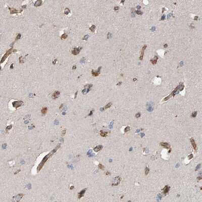 Immunohistochemistry-Paraffin: EFR3A Antibody [NBP1-81538] - Staining of human cerebral cortex shows high expression.