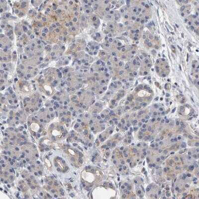 Immunohistochemistry-Paraffin: EFR3A Antibody [NBP1-81538] - Staining of human pancreas shows low expression as expected.