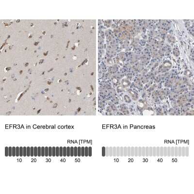 Immunohistochemistry-Paraffin: EFR3A Antibody [NBP1-81538] - Staining in human cerebral cortex and pancreas tissues using anti-EFR3A antibody. Corresponding EFR3A RNA-seq data are presented for the same tissues.