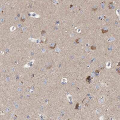 Immunohistochemistry-Paraffin: EFR3A Antibody [NBP1-81539] - Staining of human cerebral cortex shows high expression.