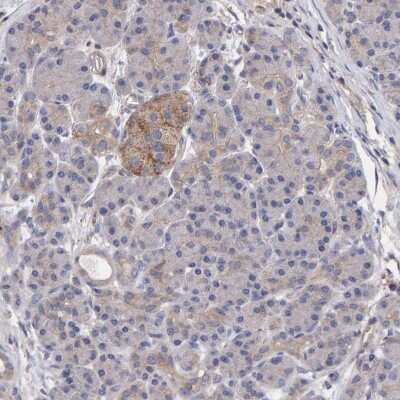 Immunohistochemistry-Paraffin: EFR3A Antibody [NBP1-81539] - Staining of human pancreas shows low expression as expected.