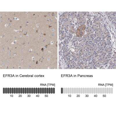 Immunohistochemistry-Paraffin: EFR3A Antibody [NBP1-81539] - Staining in human cerebral cortex and pancreas tissues using anti-EFR3A antibody. Corresponding EFR3A RNA-seq data are presented for the same tissues.