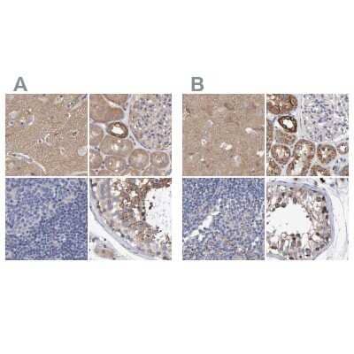 Immunohistochemistry-Paraffin: EFR3A Antibody [NBP1-81539] - Staining of human cerebral cortex, kidney, lymph node and testis using Anti-EFR3A antibody NBP1-81539 (A) shows similar protein distribution across tissues to independent antibody NBP1-81540 (B).