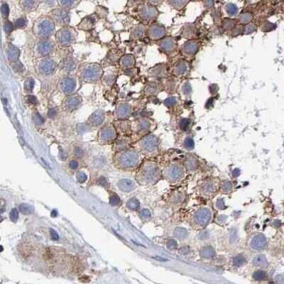 Immunohistochemistry-Paraffin: EFR3A Antibody [NBP1-81539] - Staining of human testis.