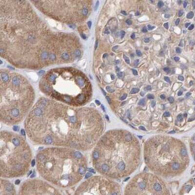 Immunohistochemistry-Paraffin: EFR3A Antibody [NBP1-81539] - Staining of human kidney.