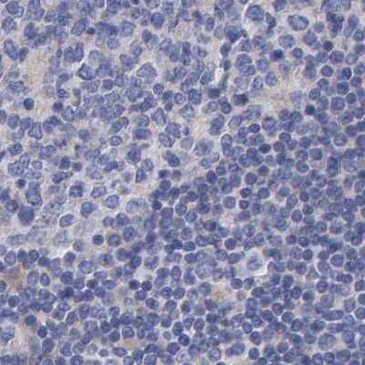 Immunohistochemistry-Paraffin: EFR3A Antibody [NBP1-81539] - Staining of human lymph node.