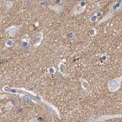 Immunohistochemistry-Paraffin: EFR3A Antibody [NBP1-81539] - Staining of human cerebral cortex using Anti-EFR3A antibody NBP1-81539.