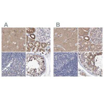 Immunohistochemistry-Paraffin EFR3A Antibody - BSA Free