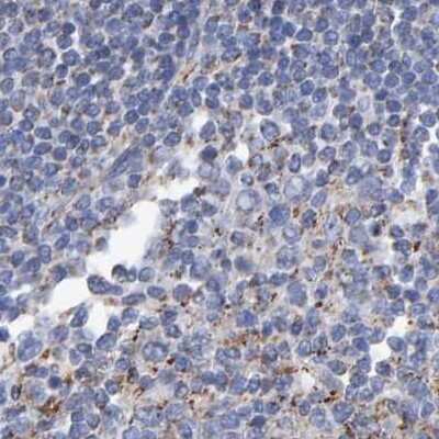 Immunohistochemistry-Paraffin EFR3A Antibody - BSA Free