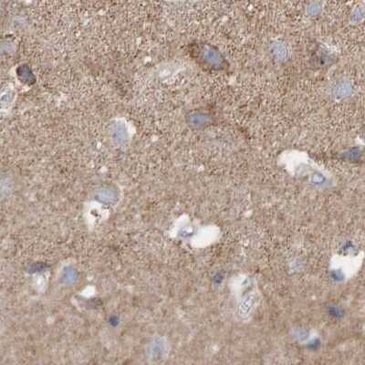 Immunohistochemistry-Paraffin EFR3A Antibody - BSA Free