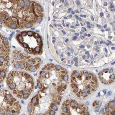 Immunohistochemistry-Paraffin EFR3A Antibody - BSA Free