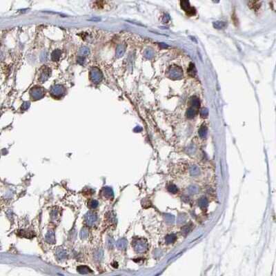 Immunohistochemistry-Paraffin EFR3A Antibody - BSA Free