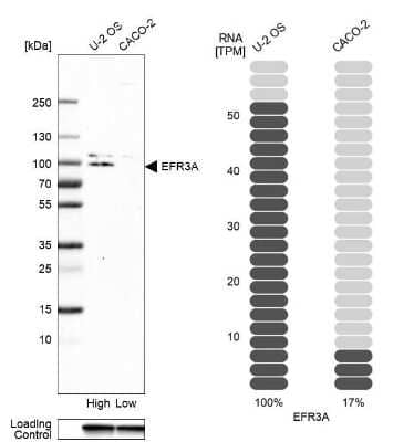 Western Blot: EFR3A Antibody [NBP1-81538] - Analysis in human cell lines U2OS and Caco-2. Corresponding RNA-seq data are presented for the same cell lines. Loading control: Anti-GAPDH.