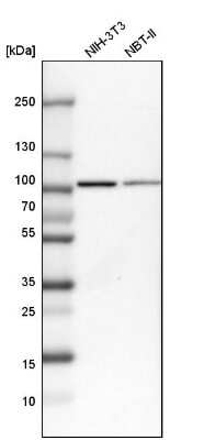Western Blot: EFR3A Antibody [NBP1-81538] - Analysis in mouse cell line NIH-3T3 and rat cell line NBT-II.