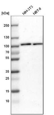 Western Blot: EFR3A Antibody [NBP1-81539] - Analysis in mouse cell line NIH-3T3 and rat cell line NBT-II.