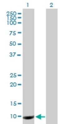 Western Blot: EG-VEGF/PK1 Antibody [H00084432-B02P] - Analysis of PROK1 expression in transfected 293T cell line by PROK1 polyclonal antibody.  Lane 1: PROK1 transfected lysate(11.55 KDa). Lane 2: Non-transfected lysate.