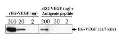 Western Blot: EG-VEGF/PK1 Antibody [NB100-2901] - The sensitivity of EG-VEGF antibody was tested by Western blot on indicated quantities of recombinant human (r) EG-VEGF. The specificity was tested in the presence of 9.6 ug/ml antigenic peptide corresponding to 20 times the concentration of EG-VEGF antibody used in this experiment. Courtesy of Pascale Hoffmann, Jean-Jacques Feige, Nadia Alfaidy, et al 4/1/2006.