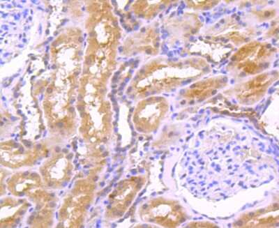 Immunohistochemistry-Paraffin: EGF Antibody (JA14-15) [NBP2-66819] - Analysis of paraffin-embedded human kidney tissue using anti-EGF antibody. Counter stained with hematoxylin.