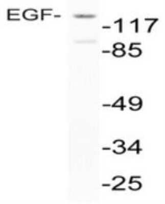 Western Blot: EGF Antibody [NBP1-19806] - Analysis of EGF (R709) pAb in extracts from NIH-3T3 cells.