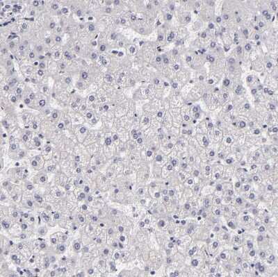 Immunohistochemistry-Paraffin EGF-L6 Antibody - BSA Free