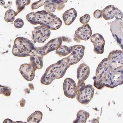 Immunohistochemistry-Paraffin EGF-L6 Antibody - BSA Free