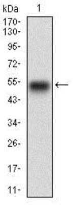 Western Blot: EGF R/ErbB1 Antibody (5E10D3) [NBP2-37326] - Western blot analysis using EGFR mAb against human EGFR recombinant protein. (Expected MW is 48.2 kDa)