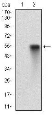 Western Blot: EGF R/ErbB1 Antibody (5E10D3) [NBP2-37326] - Western blot analysis using EGFR mAb against HEK293 (1) and EGFR (AA: 693-893)-hIgGFc transfected HEK293 (2) cell lysate.