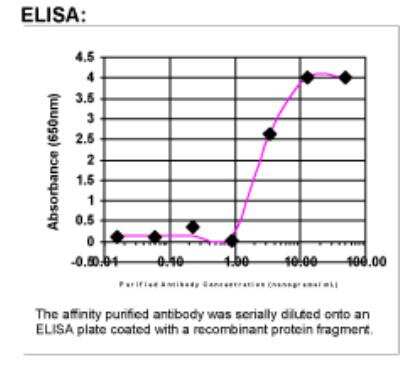 ELISA: EGF R/ErbB1 Antibody [34780002]