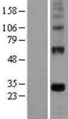 Western Blot: EGFL7 Overexpression Lysate (Adult Normal) [NBL1-10150] Left-Empty vector transfected control cell lysate (HEK293 cell lysate); Right -Over-expression Lysate for EGFL7.