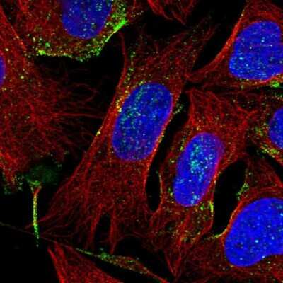 Immunocytochemistry/ Immunofluorescence EGFL8 Antibody