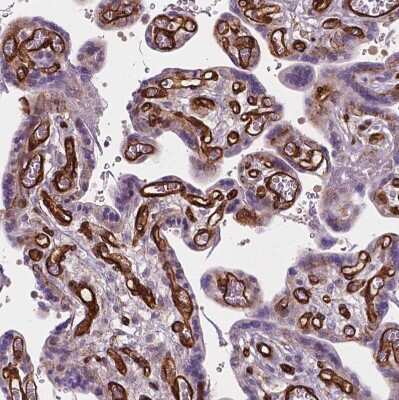 Immunohistochemistry-Paraffin EGFL8 Antibody