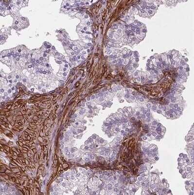 Immunohistochemistry-Paraffin EGFL8 Antibody