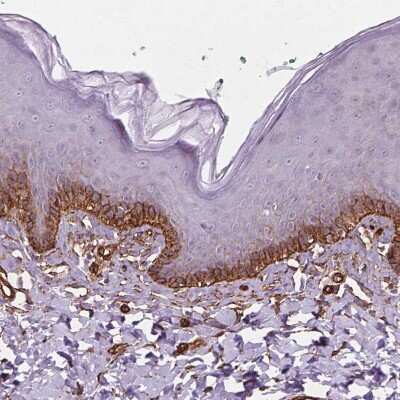 Immunohistochemistry-Paraffin: EGFL8 Antibody [NBP2-49327] - Staining of human skin shows strong membranous positivity in squamous epithelial cells.