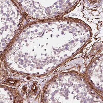 Immunohistochemistry-Paraffin: EGFL8 Antibody [NBP2-49327] - Staining of human testis shows strong membranous positivity in peritubular myoid cells.