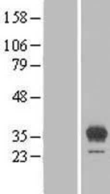 Western Blot EGFL8 Overexpression Lysate