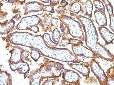 Immunohistochemistry-Paraffin: EGFR Antibody (31G7 + GFR1195) - Azide and BSA Free [NBP2-47743] - Human Placenta stained with EGFR Monoclonal Antibody (31G7 + GFR1195).