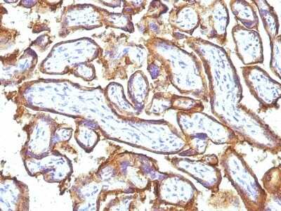 Immunohistochemistry-Paraffin: EGFR Antibody (31G7 + GFR1195) [NBP2-45151] - Human Placenta stained with EGFR Monoclonal Antibody (31G7 + GFR1195).