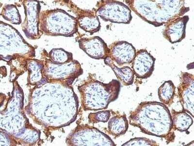 Immunohistochemistry-Paraffin: EGFR Antibody (31G7) - Azide and BSA Free [NBP2-47740] - Human Placenta stained with EGFR Monoclonal Antibody (31G7).