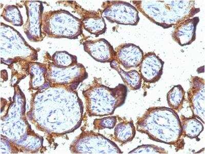 Immunohistochemistry-Paraffin: EGFR Antibody (31G7) - IHC-Prediluted [NBP2-48202] - Formalin-fixed, paraffin-embedded human Placenta stained with EGFR Mouse Monoclonal Antibody (31G7).