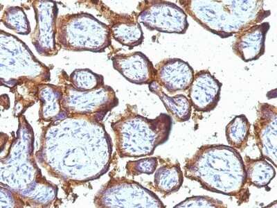 Immunohistochemistry-Paraffin: EGFR Antibody (31G7) [NBP2-45148] - Human Placenta stained with EGFR Monoclonal Antibody (31G7).