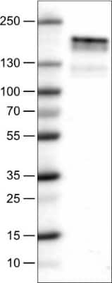 Western Blot: EGFR Antibody (CL0815) [NBP2-52952] - Lane 1: Marker [kDa], Lane 2: Human cell line A-431