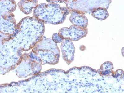 Immunohistochemistry-Paraffin: EGFR Antibody (GFR/1667) - Azide and BSA Free [NBP2-54310] - Formalin-fixed, paraffin-embedded human Placenta stained with EGFR Antibody (GFR/1667).