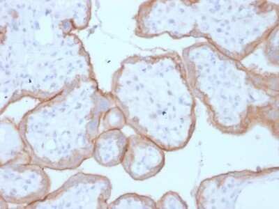 Immunohistochemistry-Paraffin: EGFR Antibody (GFR/1708) - Azide and BSA Free [NBP2-54330] - Formalin-fixed, paraffin-embedded human Placenta stained with EGFR Antibody (GFR/1708).