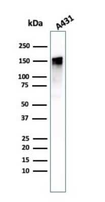 Western Blot: EGFR Antibody (GFR/1708) [NBP2-53198] - Western Blot Analysis of A431 cell lysate using EGFR antibody (GFR/1708).